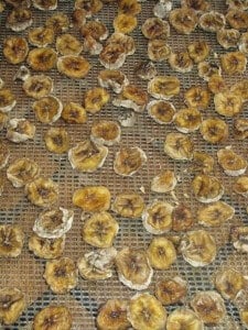 IMG_1902 Dried Bananas Dehydrator