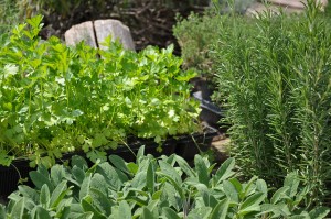 Herbs How to Store/Freeze Herbs