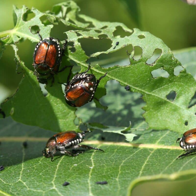 japanese beetles eating a damaged leaf