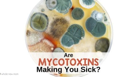 petri dish test with mold and mycotoxins growing in it for post about what are mycotoxins