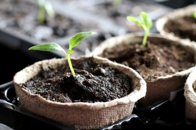 seedlings growing in biodegradable pots for how to start seeds indoors post