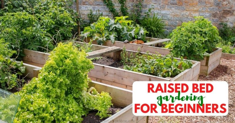 Facebook Image of raised bed gardens for Raised Bed Gardening for Beginners post