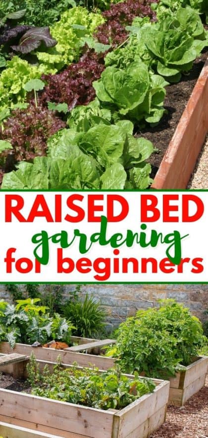 Raised Bed Gardening 101 for Beginners | Whole New Mom