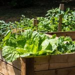 vegetables growing in raised beds.