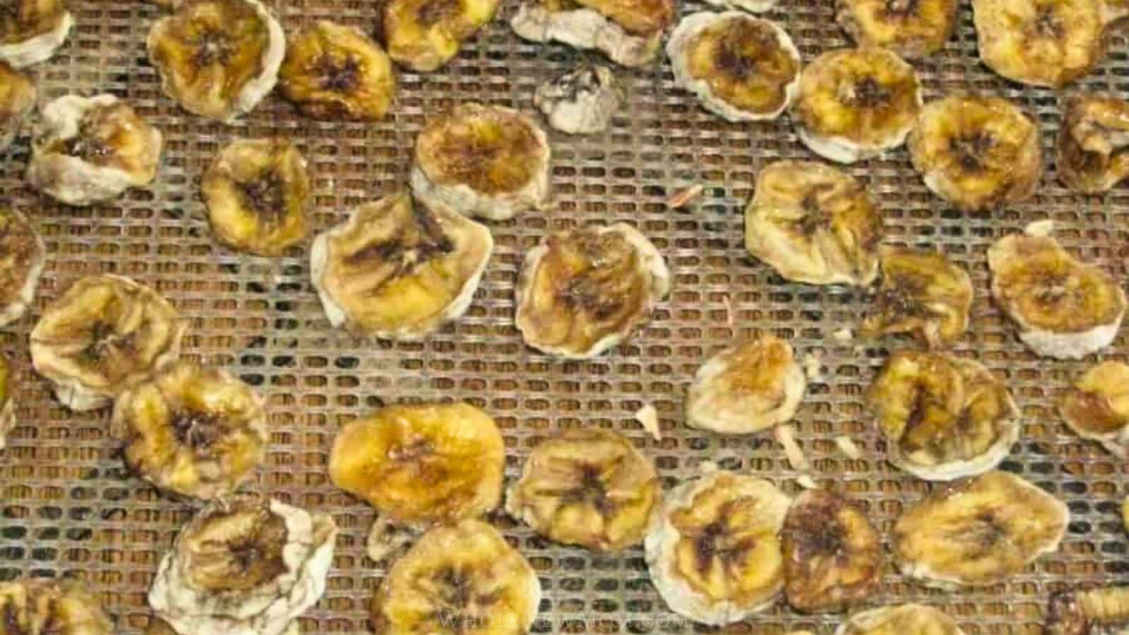 dehydrated banana slices on dehydrator screen.
