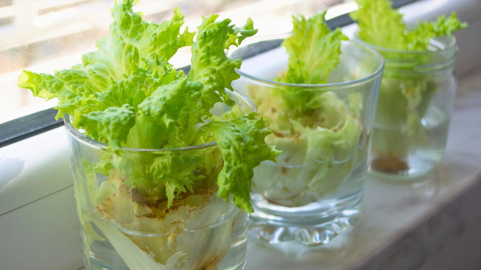 regrowing lettuce in water in glasses on window sill.