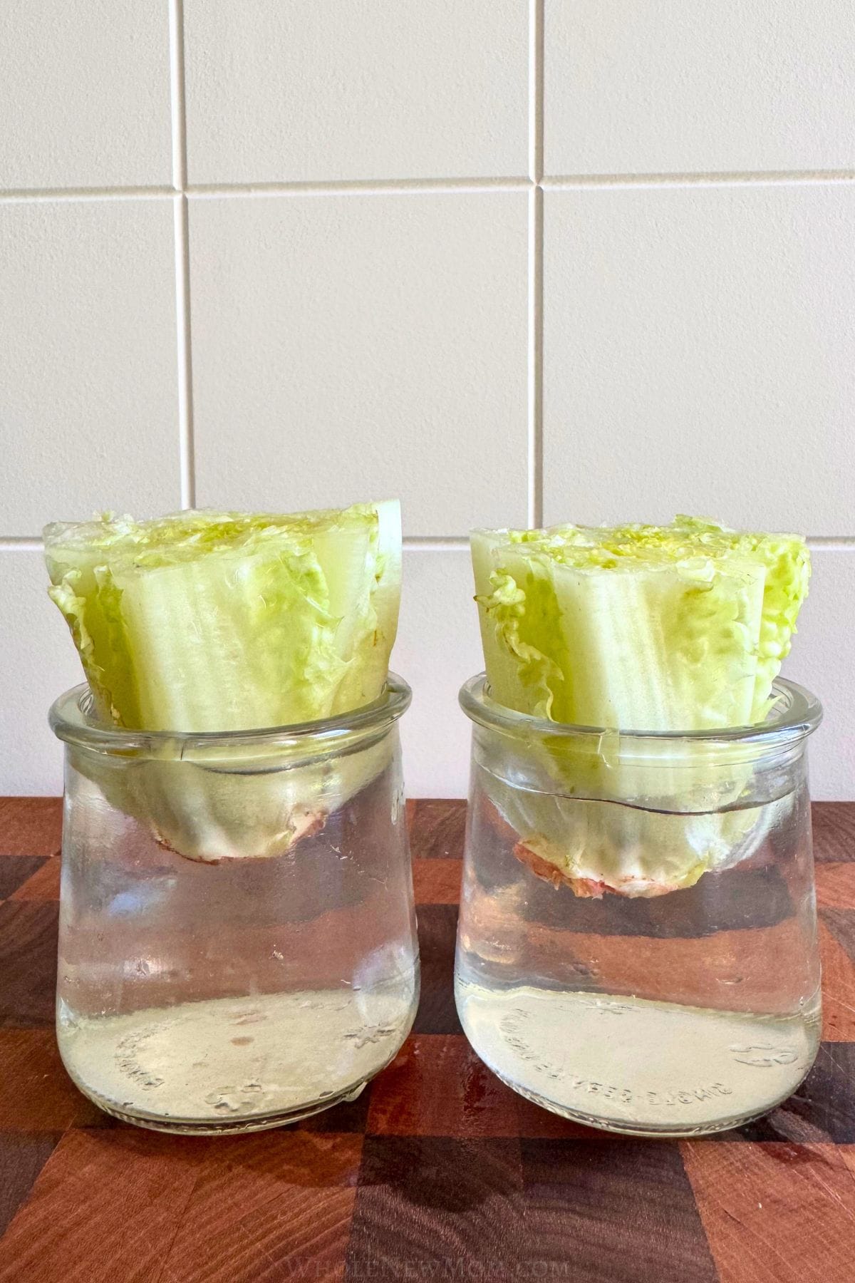 romaine stems in glass jars to regrow in water.