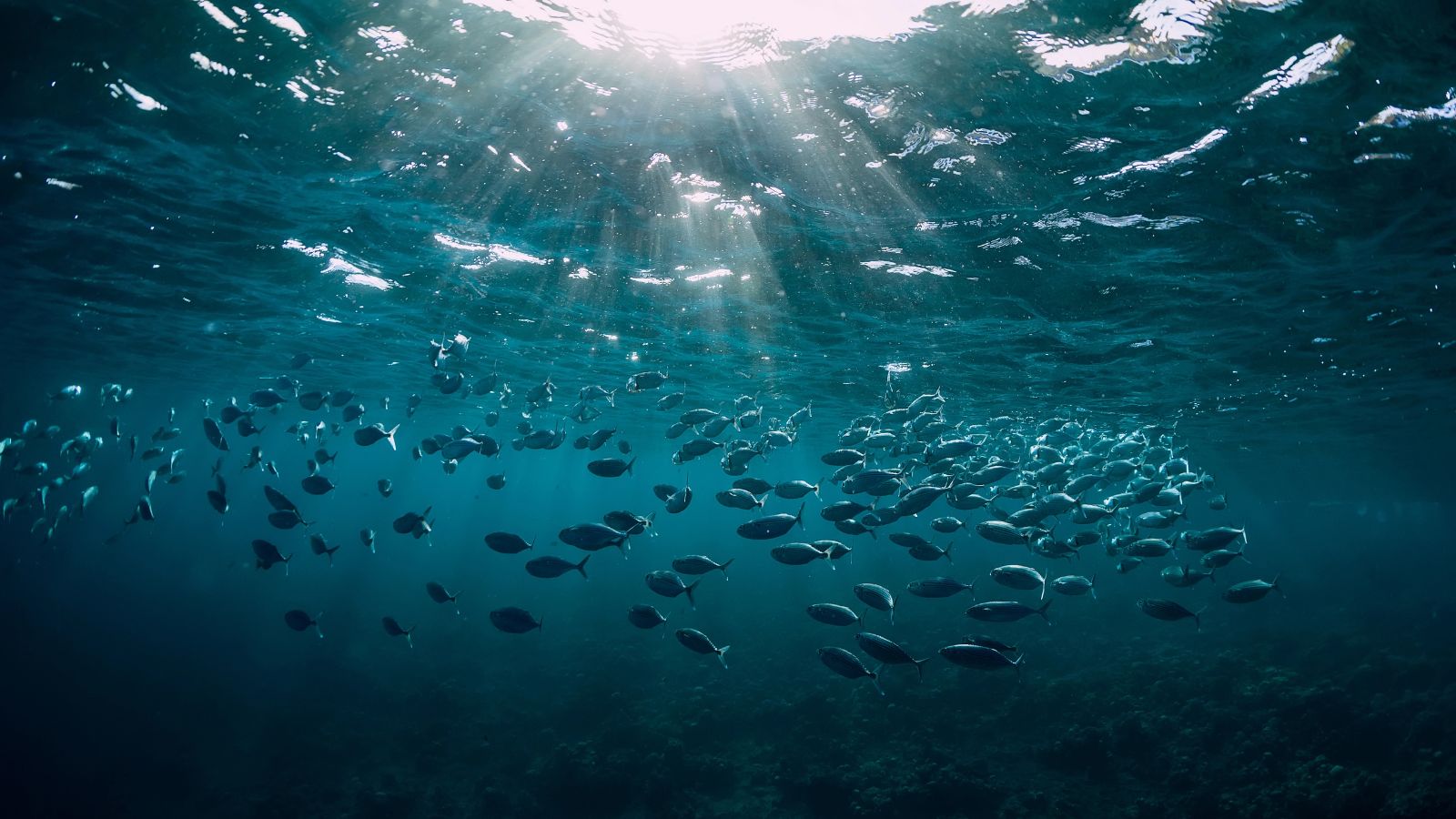 tuna swimming in a school in the ocean.