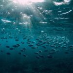 school of tuna swimming in ocean.