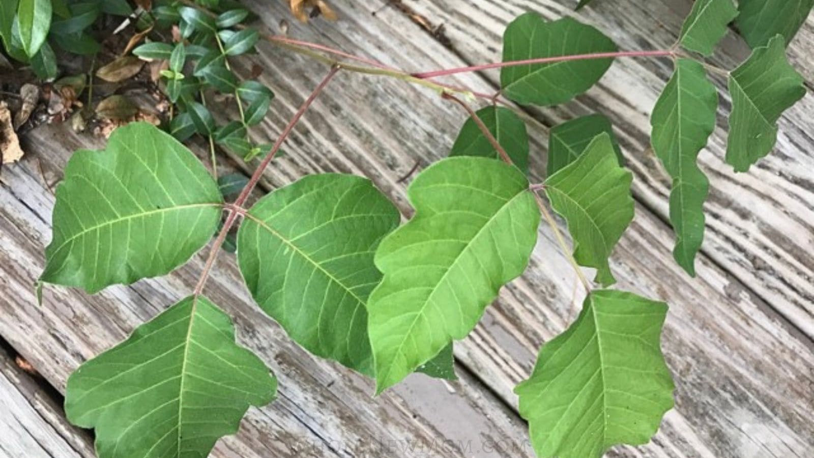 poison ivy growing over deck.
