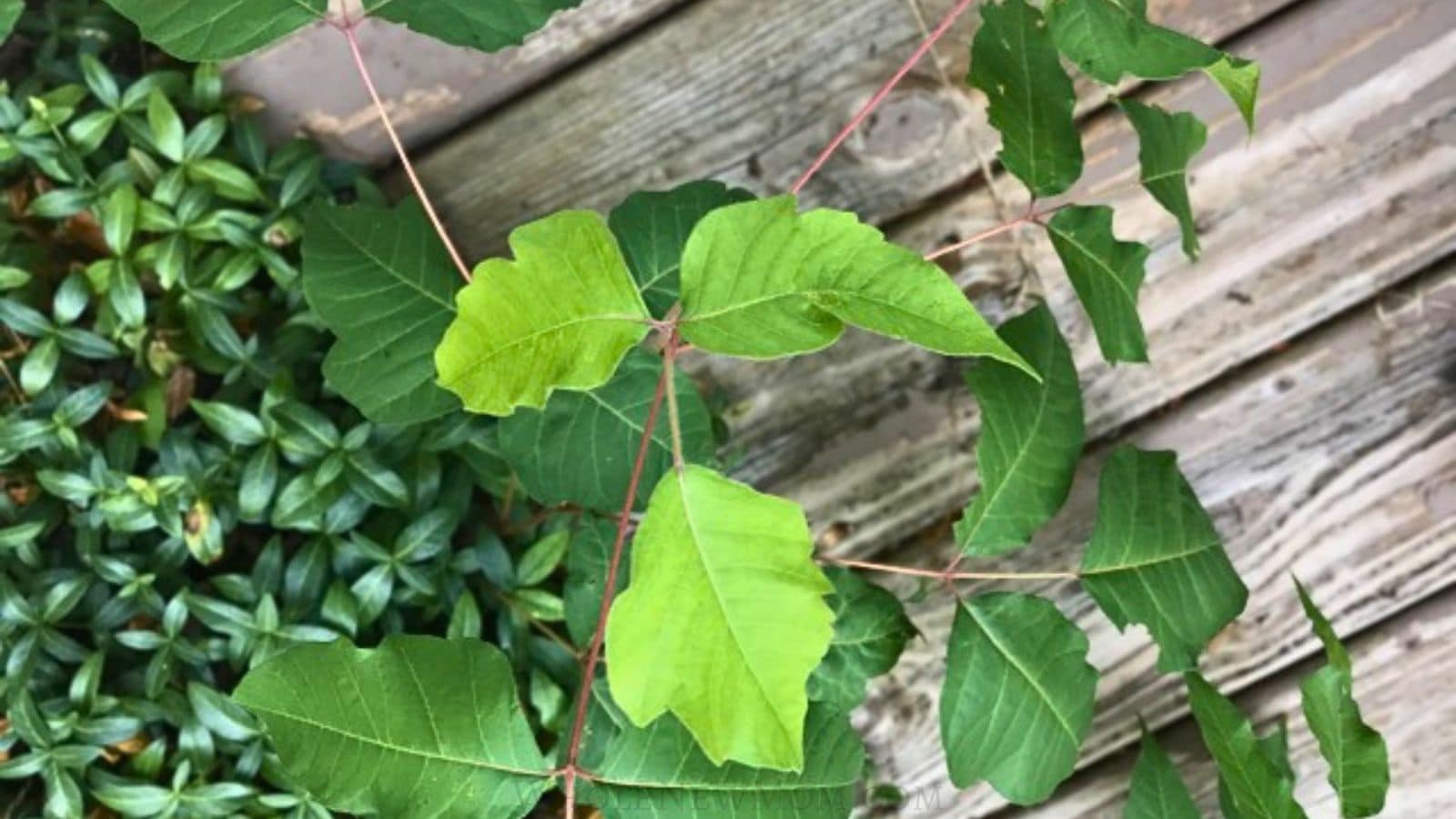 poison ivy growing over deck and ground cover.
