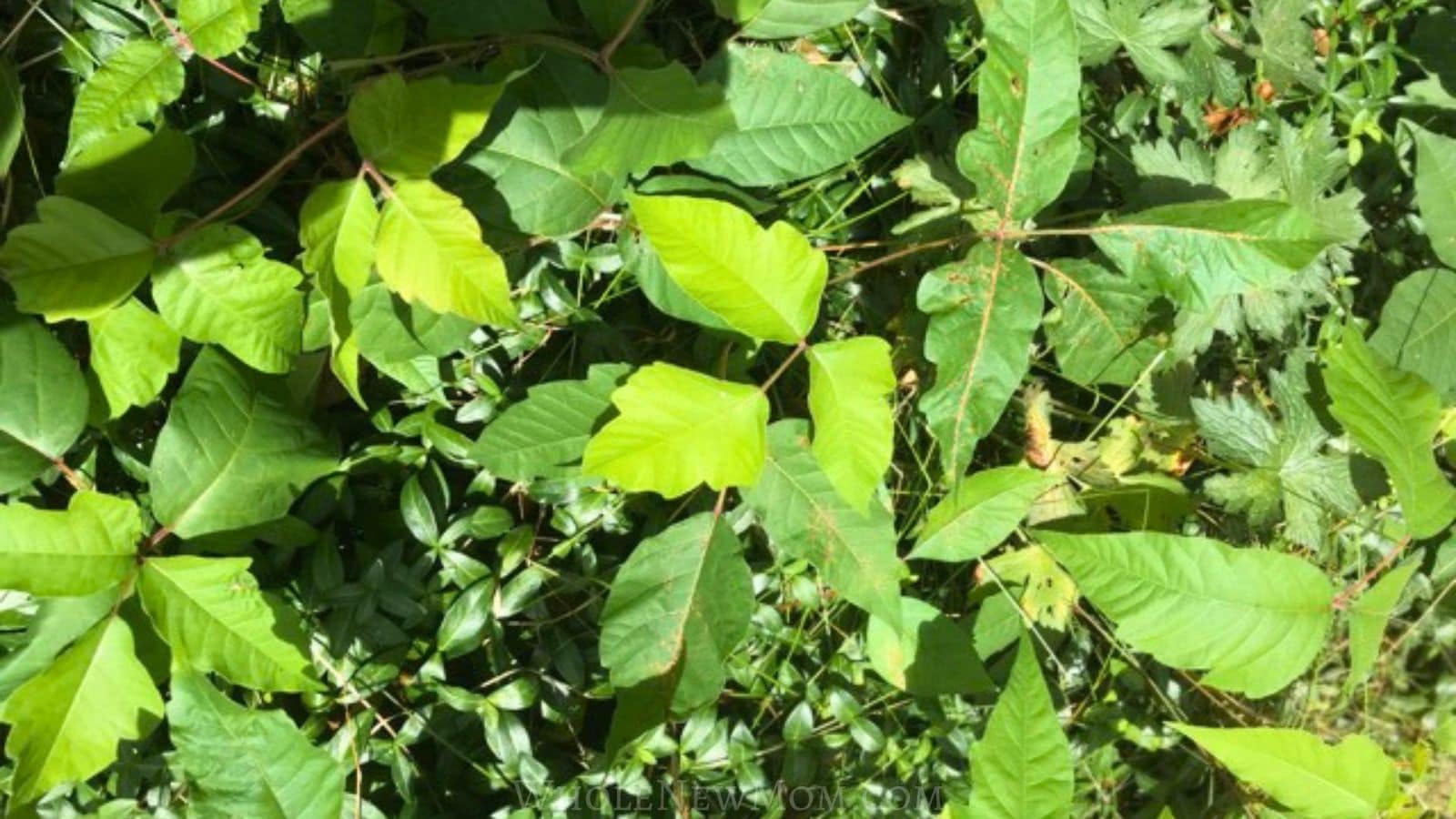 poison ivy growing over ground cover (vinca).