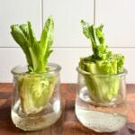 regrowing romaine lettuce in water in small glass jars.