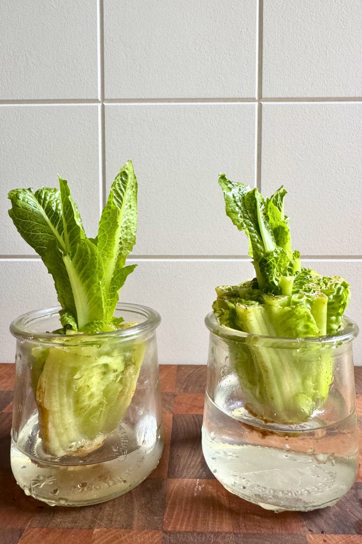 day 8 of regrowing romaine lettuce in water.