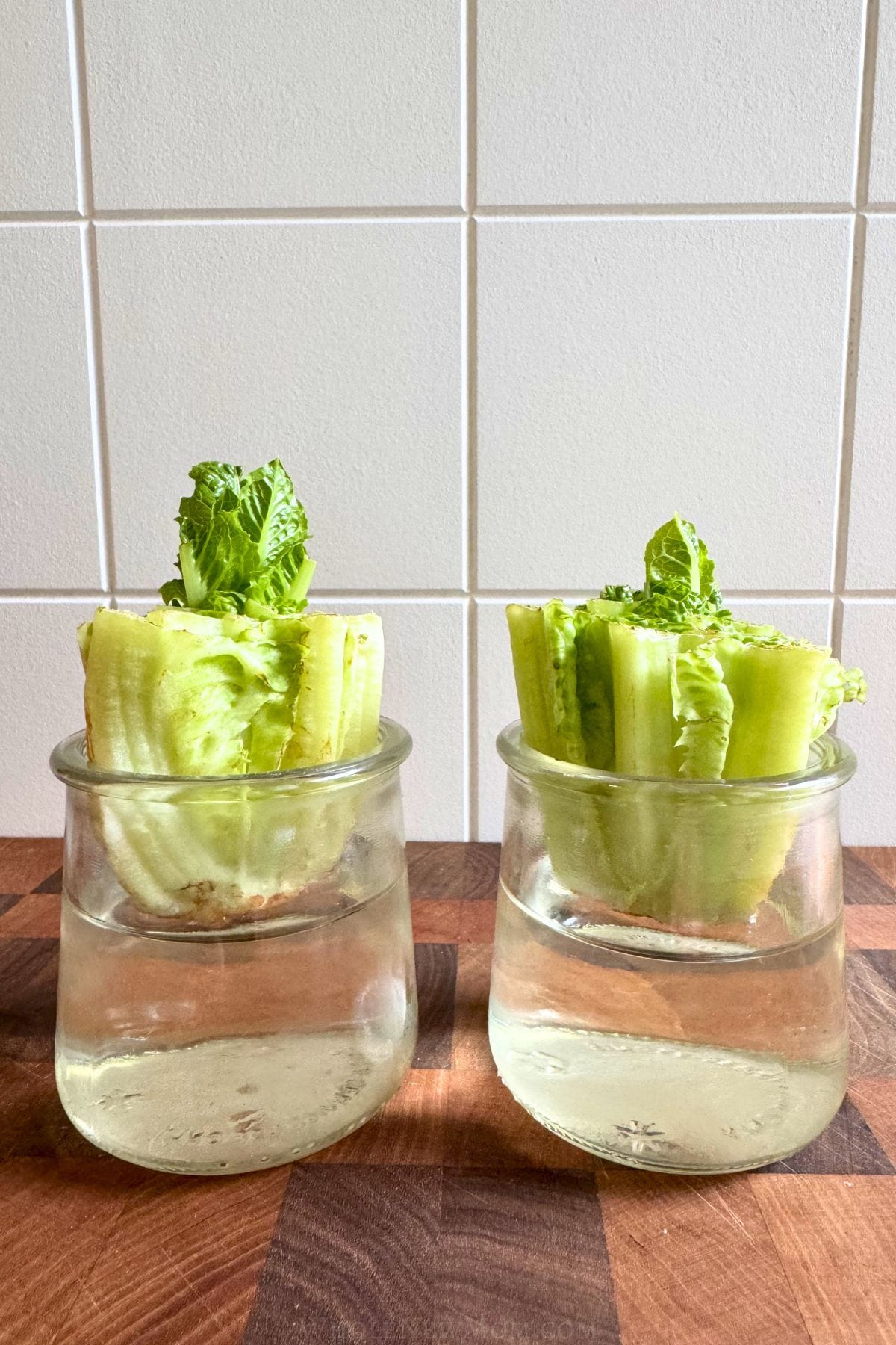 day 4 of regrowing romaine lettuce in water.