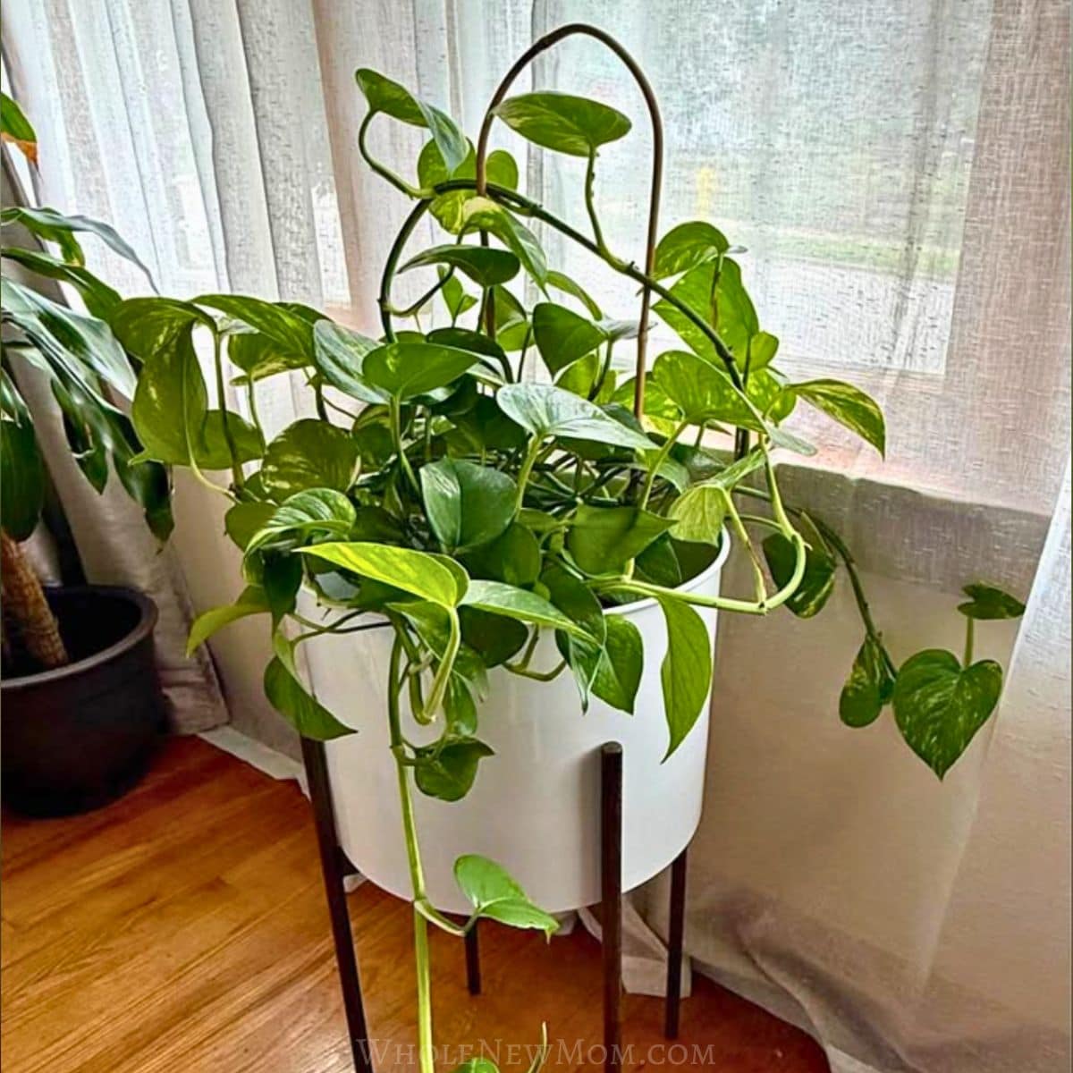 pothos plant in white Brinley plant stand